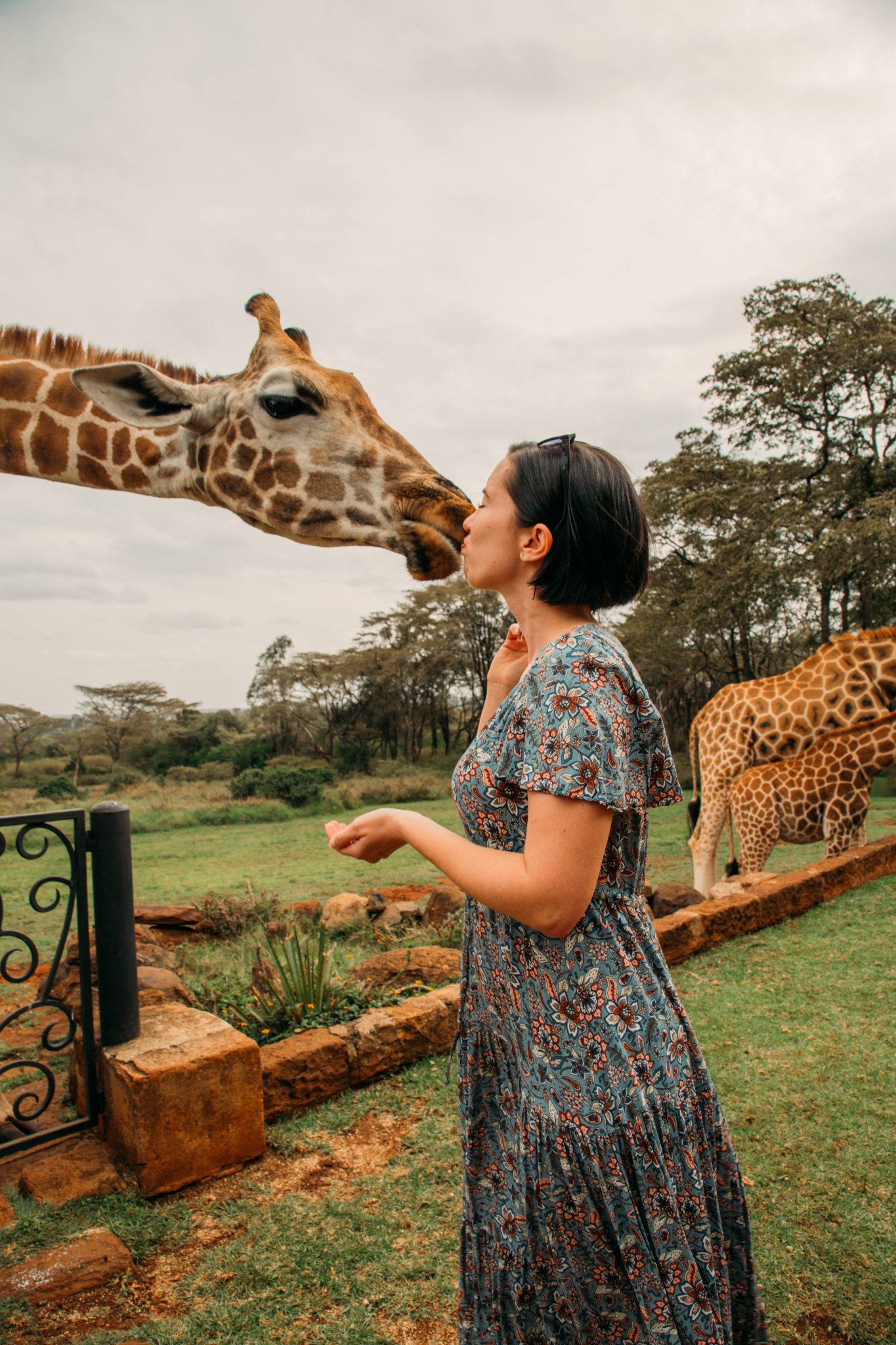 A woman kissing a giraffe at Giraffe Manor
