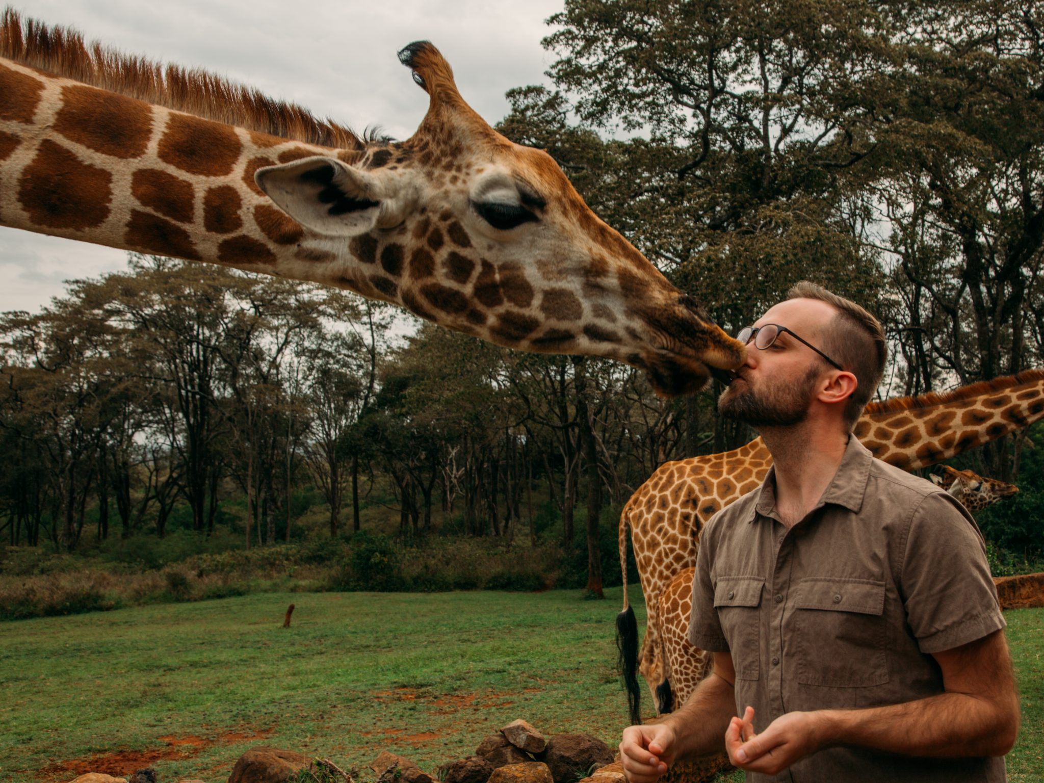 A man kissing a giraffe at Giraffe Manor
