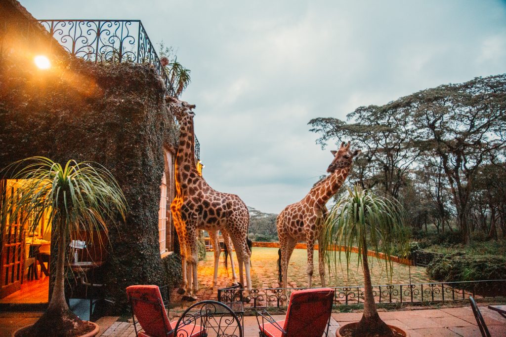 Giraffes eating from balcony at Giraffe Manor.