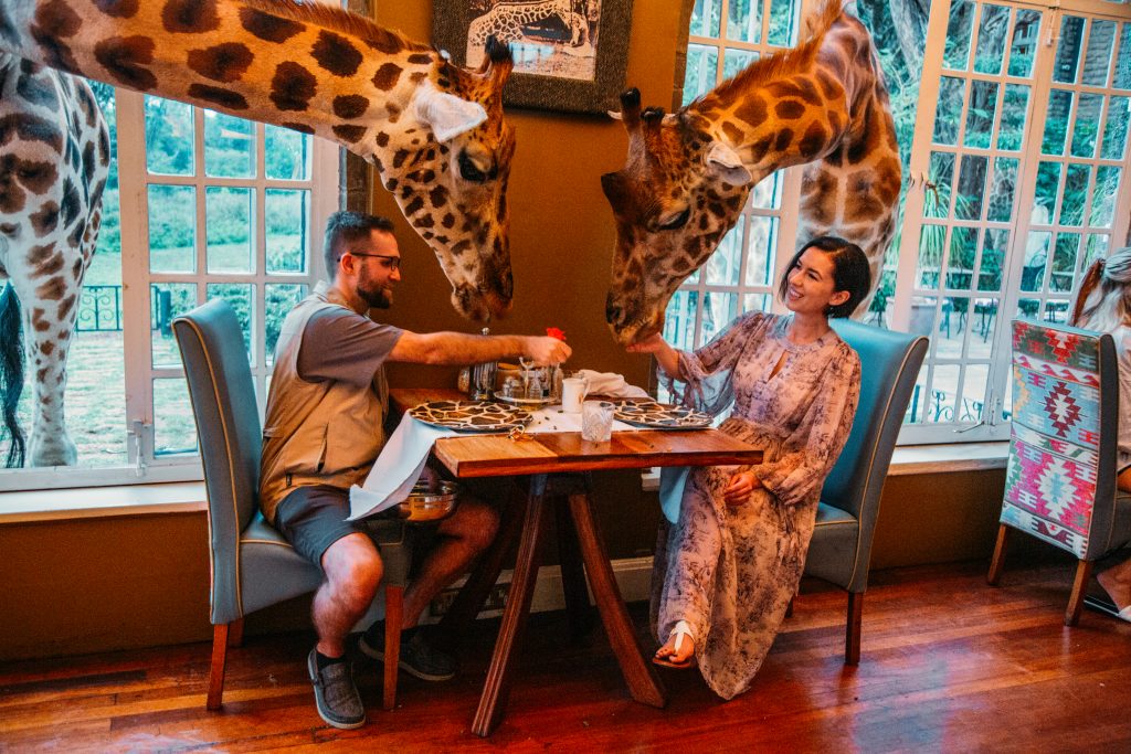 Two people sitting at a table with giraffes poking their heads through the windows from either side.