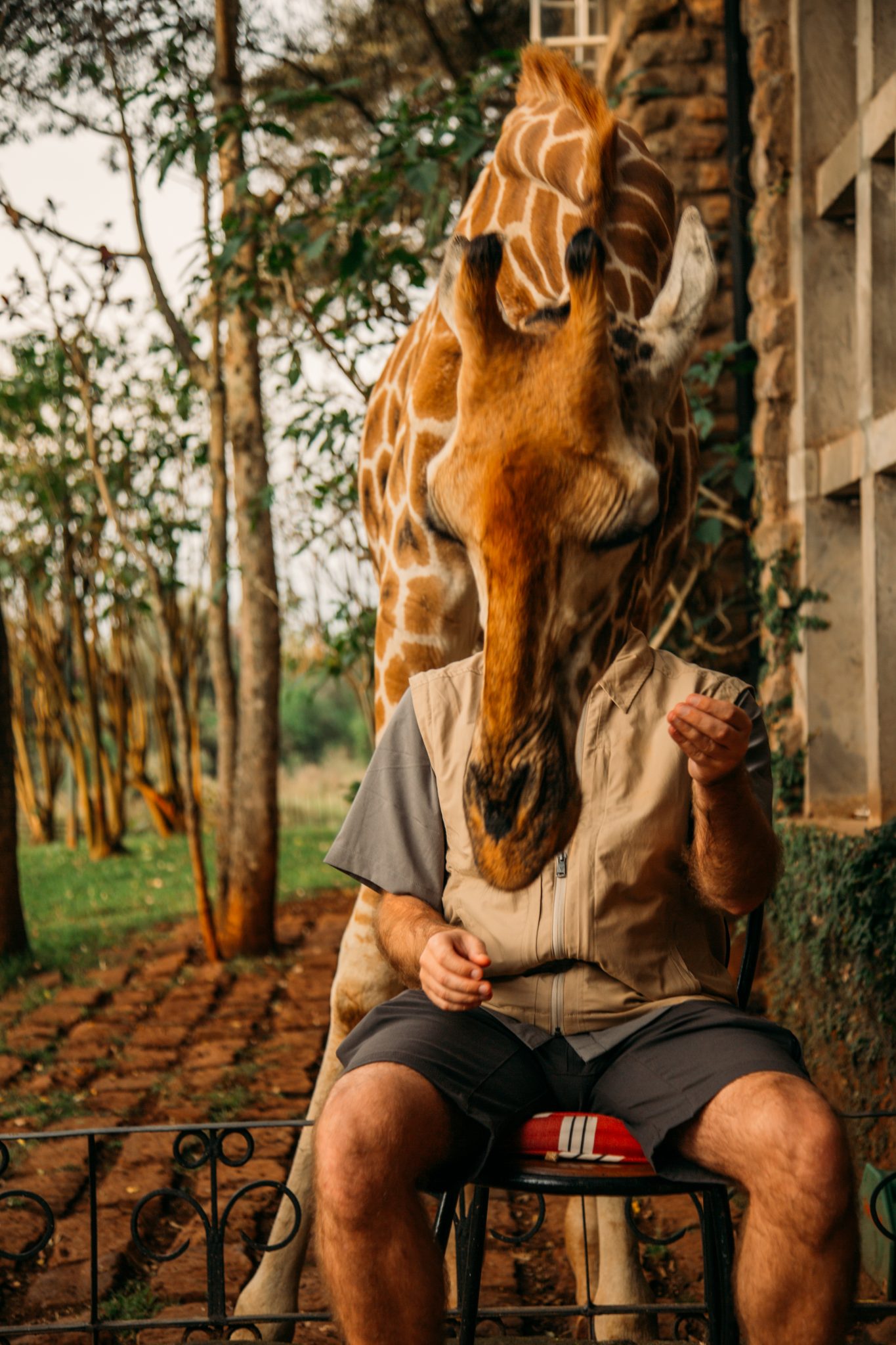 A man dressed in shorts and a shirt with a giraffe on top of him to create an optimal illusion. 
