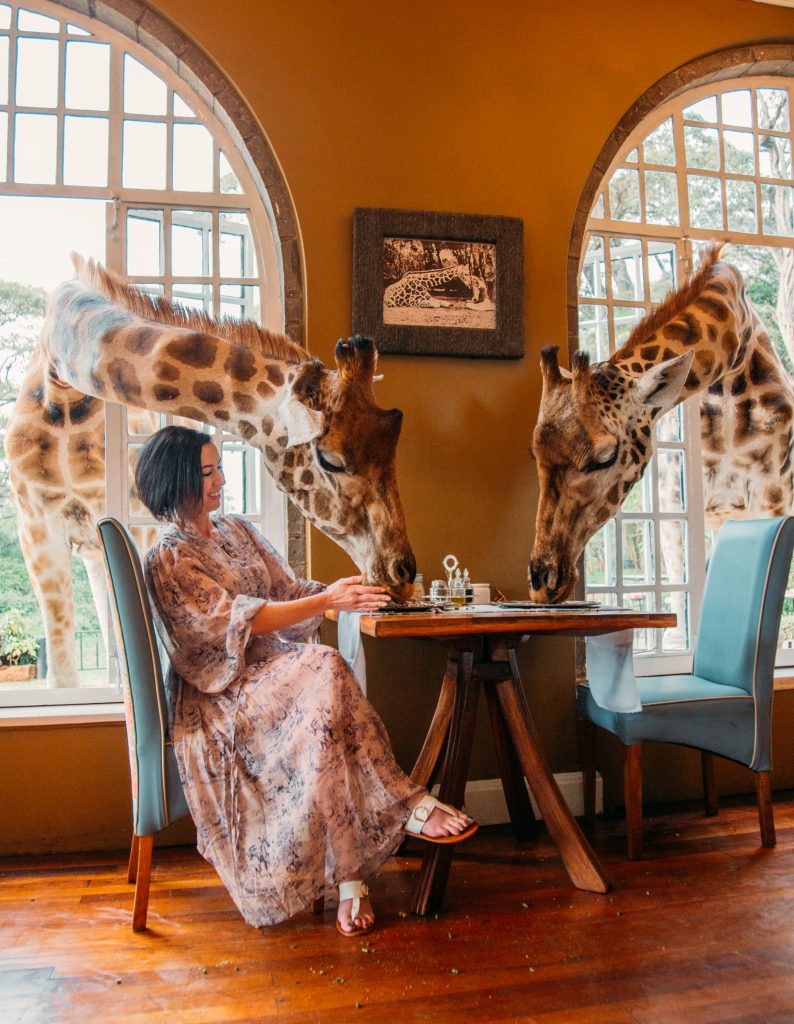 A woman sitting at a table with two giraffes.