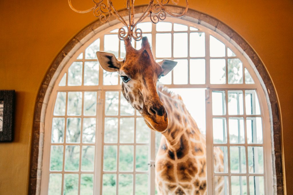 Giraffe sticking its head through a window at Giraffe manor in Nairobi, Kenya during breakfast