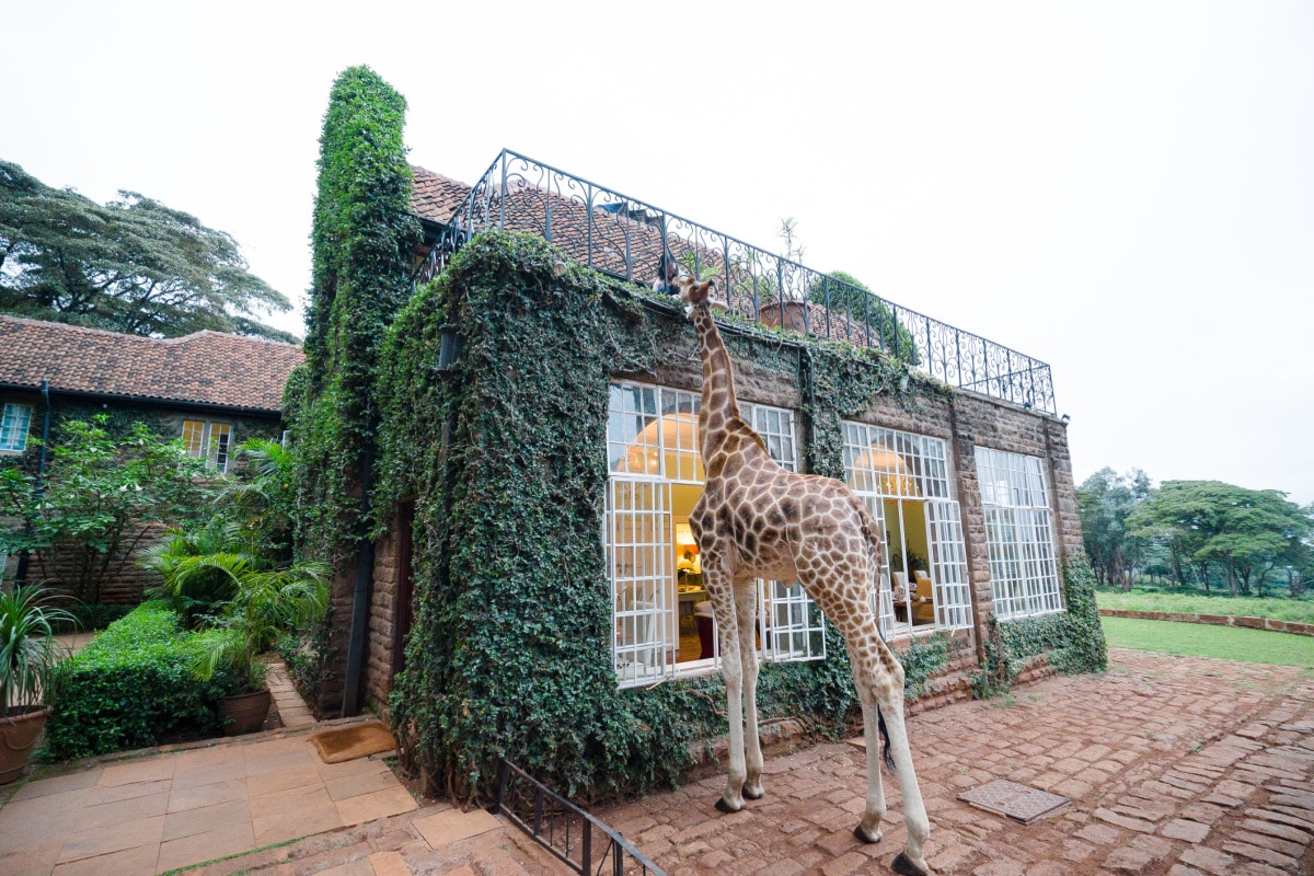 A giraffe reaches its neck up for a treat on a balcony at Giraffe Manor at Nairobi Kenya 