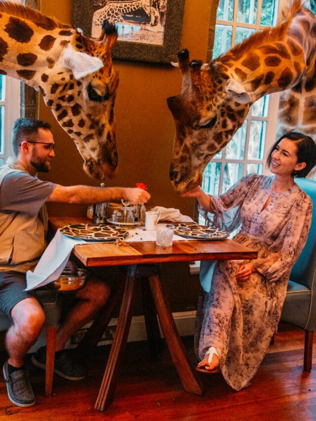 The famous giraffe manor breakfast where the giraffes stick their heads through the windows