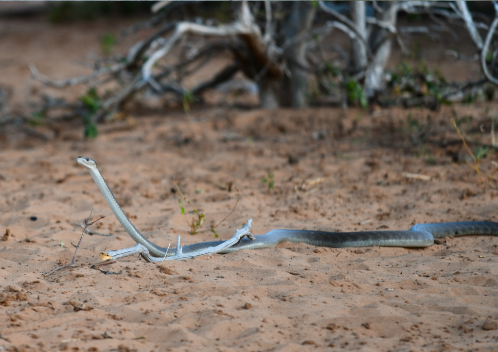 A snake is laying on the ground near some trees.