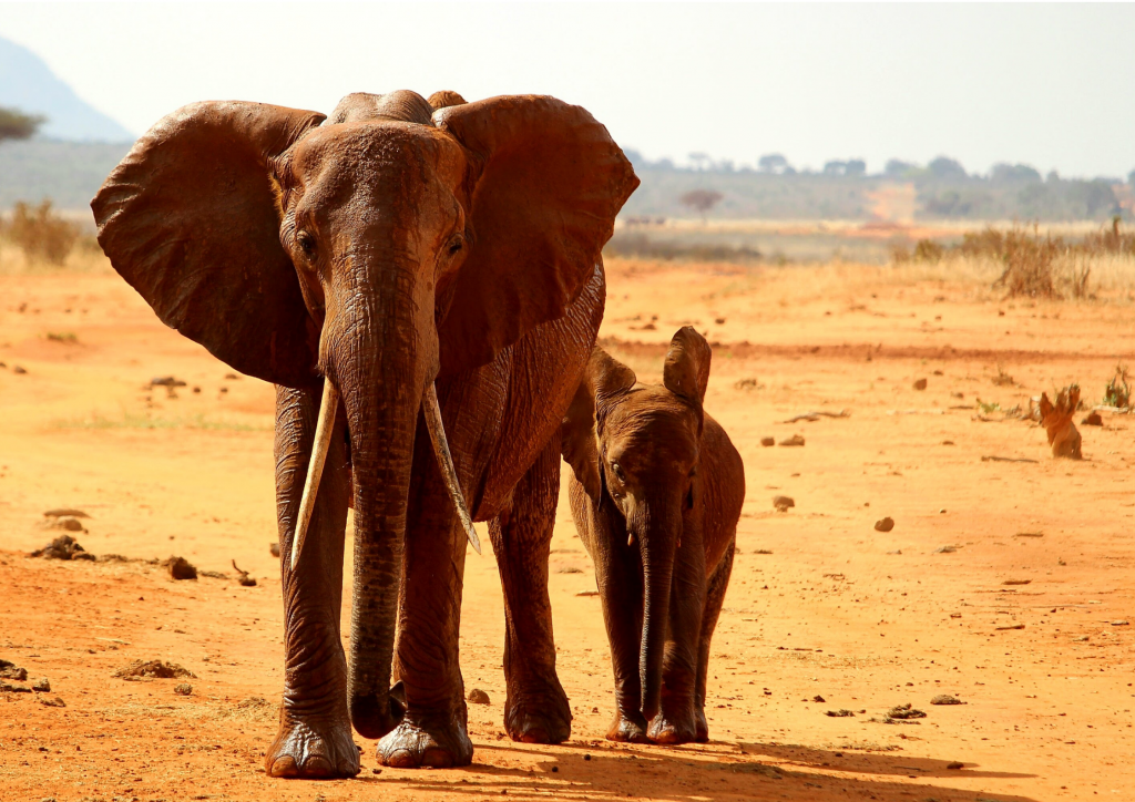 Two elephants walking on a dirt road in Tsavo East National Park.