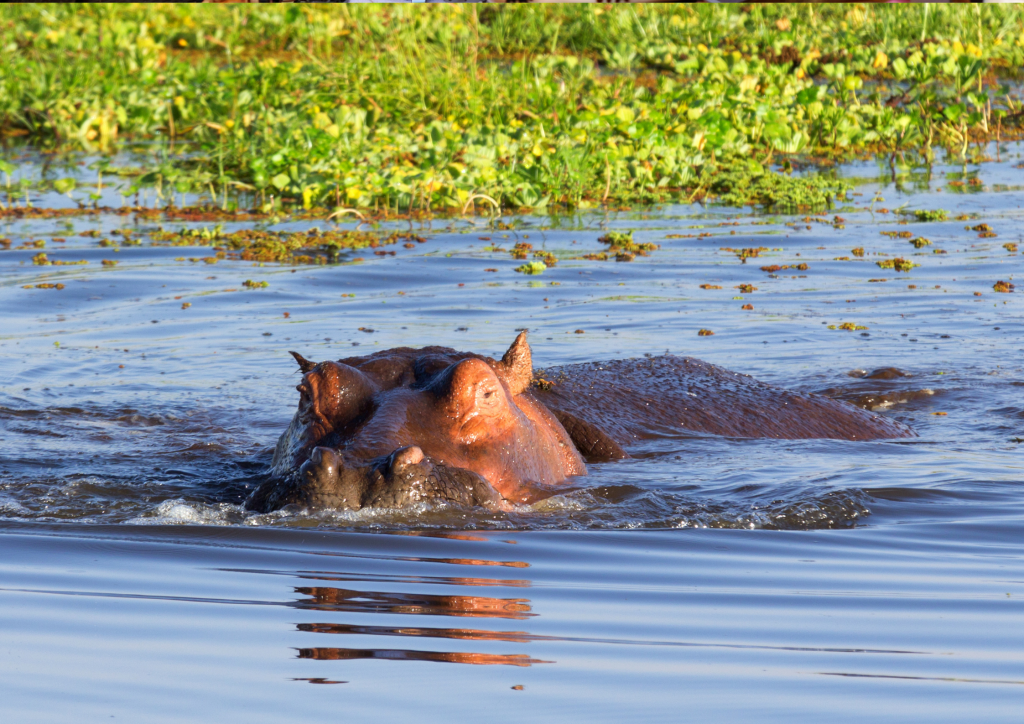 A hippopotamus swimming in the water during a boat safari at Lake Naivasha.