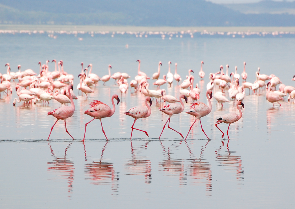A large group of pink flamingos walking in the water at Lake Nakuru, Kenya.