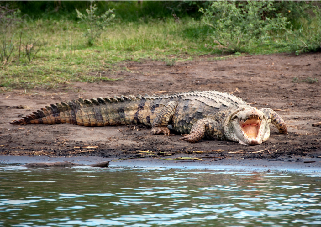 A Nile crocodile is laying on the ground at Lake Turkana.