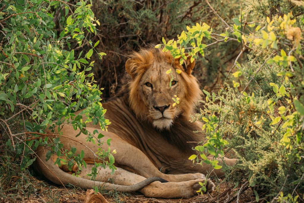 A lion resting in the bush in Samburu.