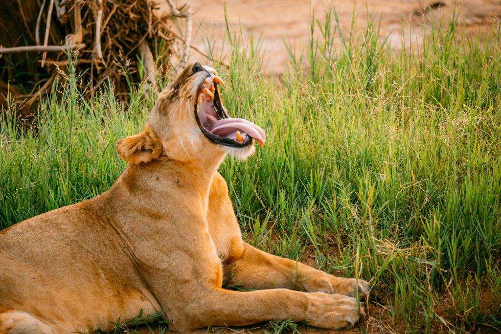 This lioness was exhausted after calling and searching for her lost cubs.