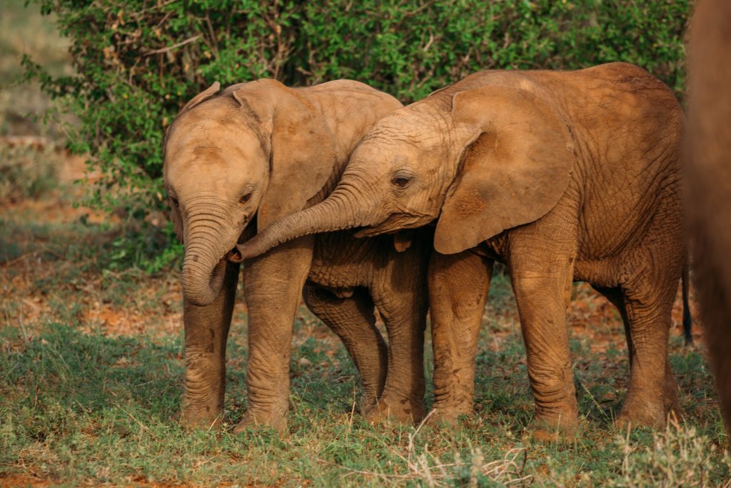 Baby elephants while on safari with Saruni Samburu