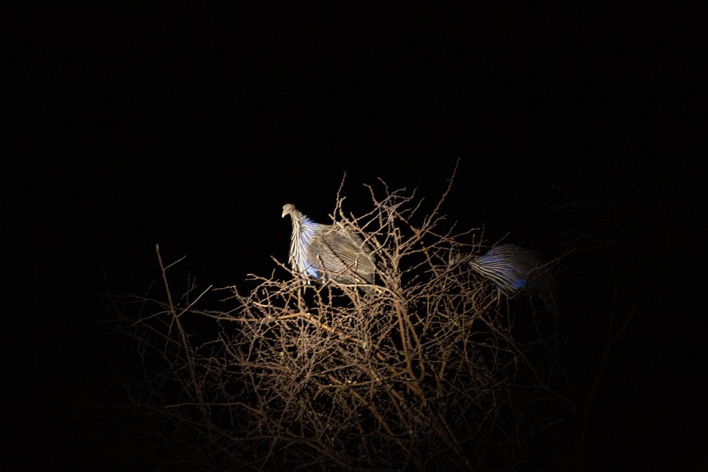 Doing a night game drive in Samburu