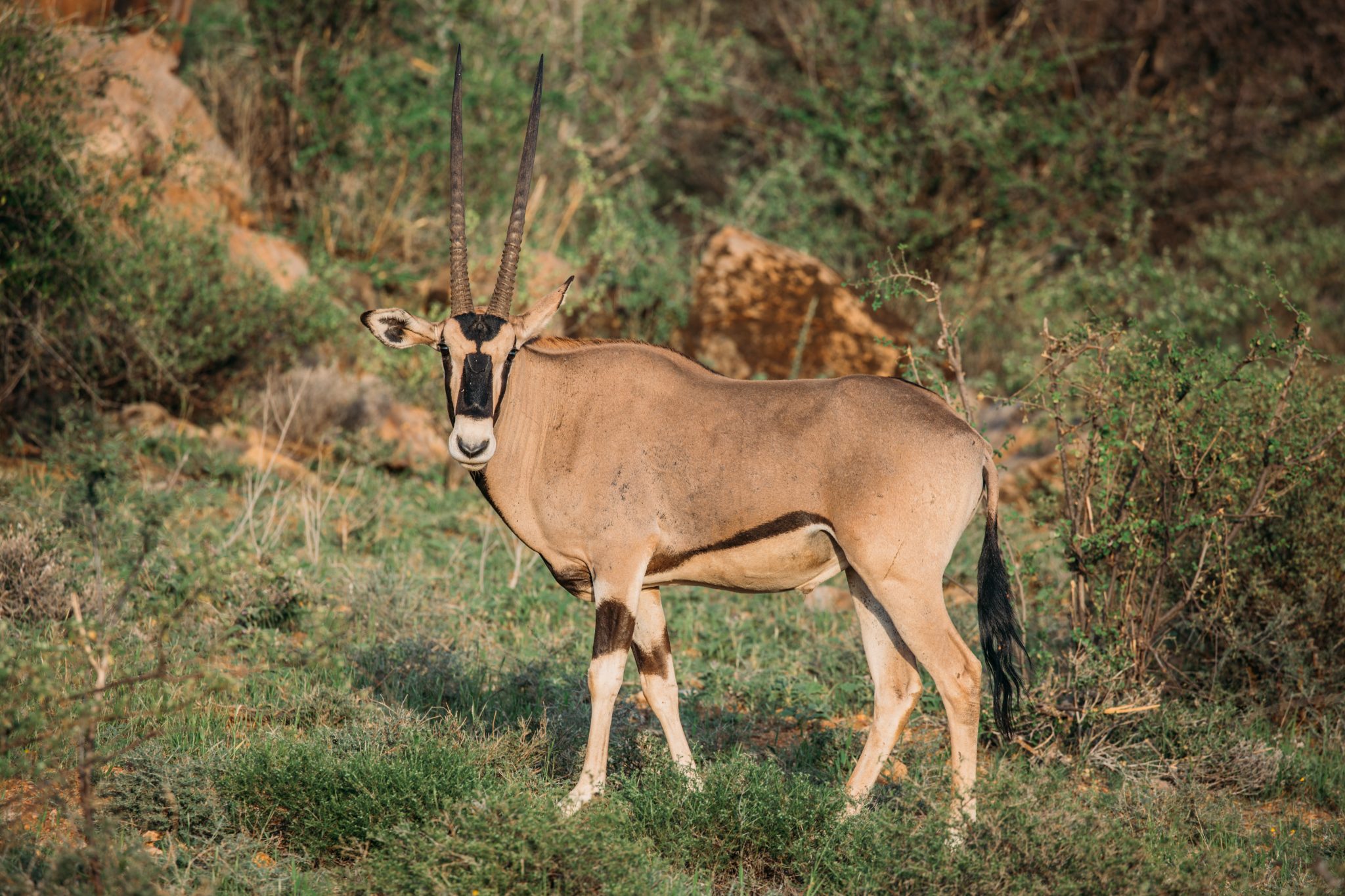 beisa oryx