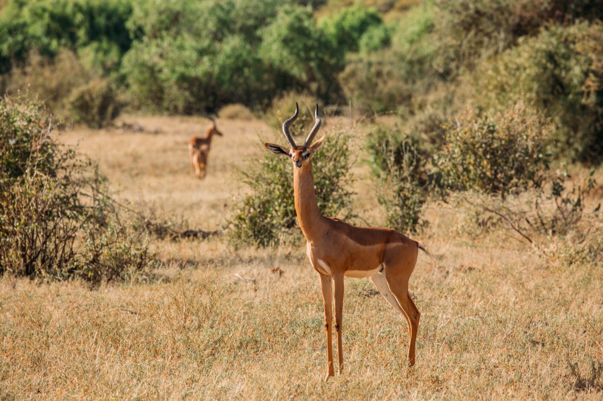 Long neck gerenuk