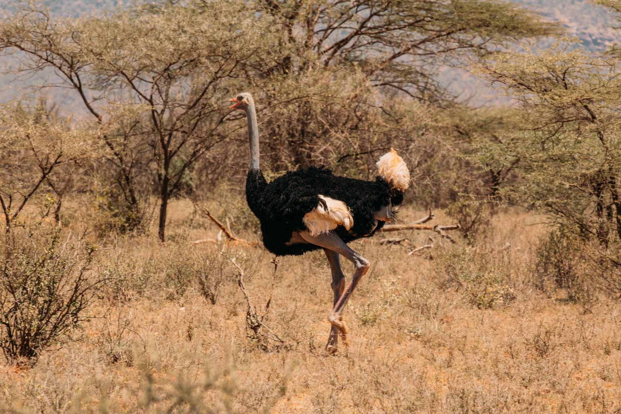 Somali ostrich