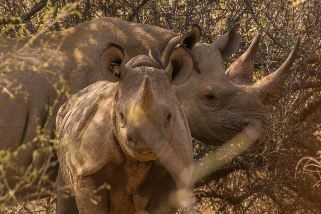 Two rhinos can be seen standing next to each other in Samburu during rhino tracking on foot.