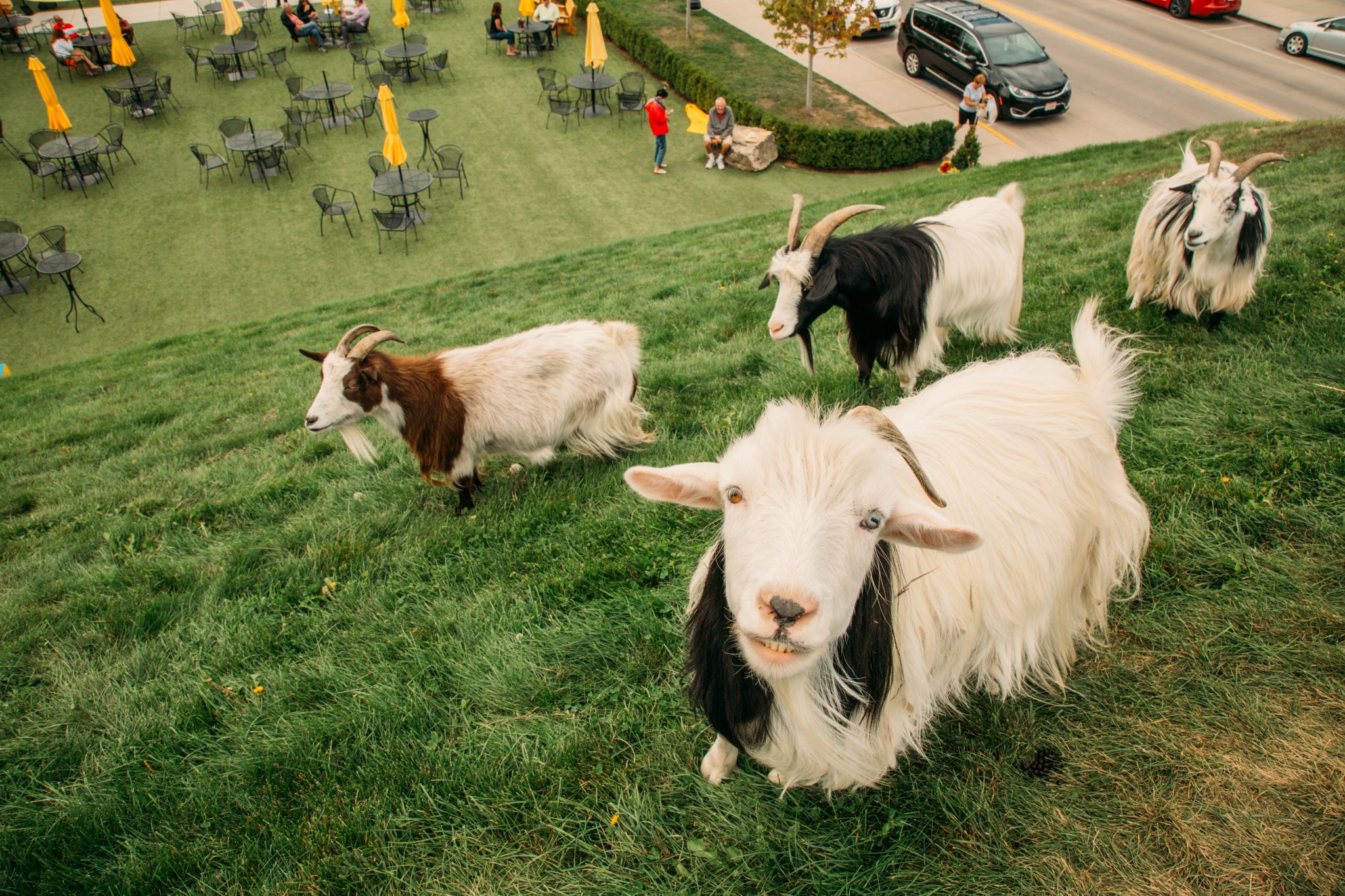 Four goats sit on the grassy rooftop at Al Johnson's in Door County, Wisconsin. Visitors can dine outdoors and watch the rooftop goats as they enjoy a meal.