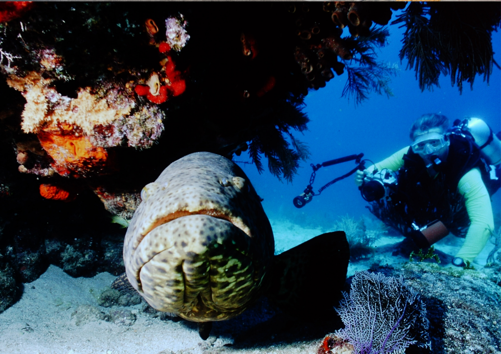 A scuba diver takes a picture of a large fish.