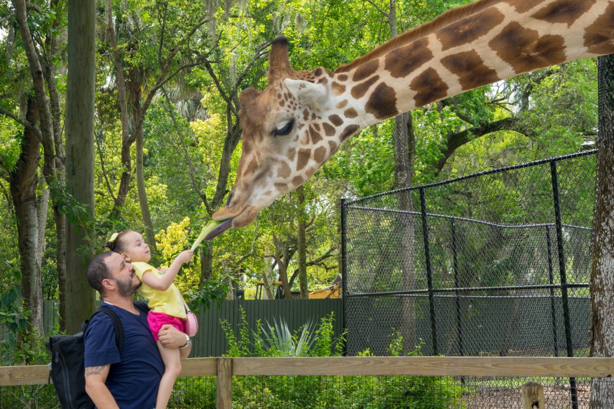 Sanford, FL USA - 3/20/19: with lots of wild animals and tons of plants with giraffes and giraffe feeding with children and elderly feeding the giraffe with lettuce