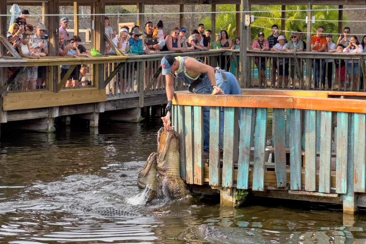 Orlando, Florida, United States - 02-25-2023: A view of wranglers feeding raw meat to alligators in front of a crowd.