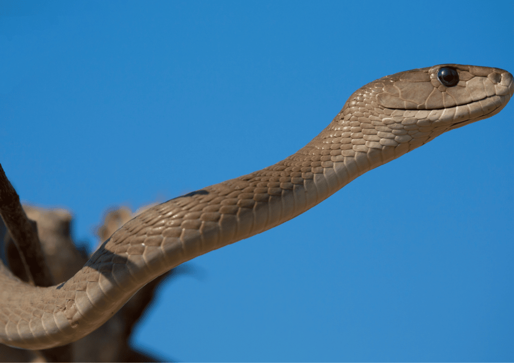 Nairobi snake tour