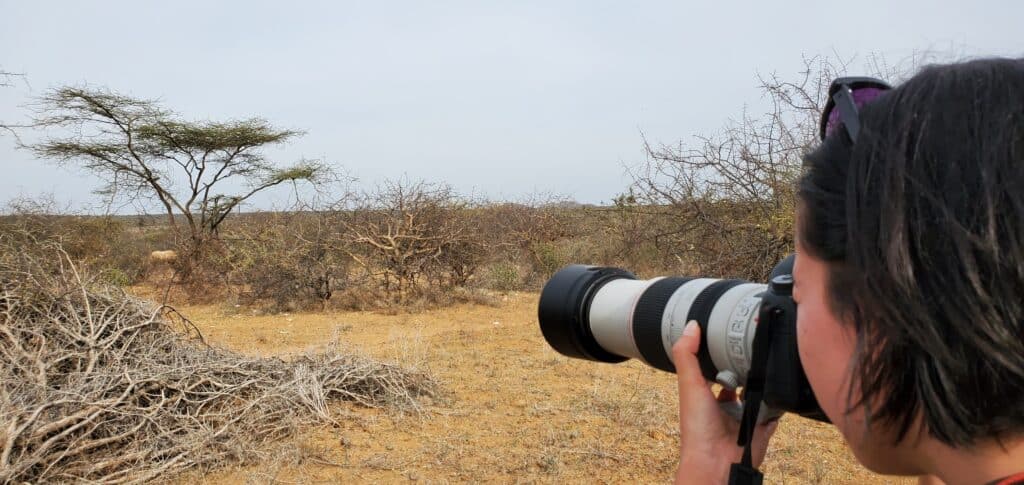 Taking a photo of a rhino in the wild