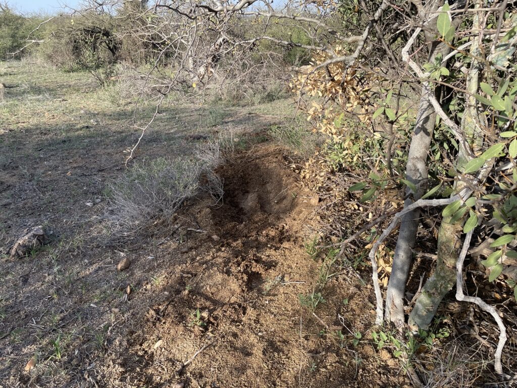 A rhino marking its territory by making this hole.