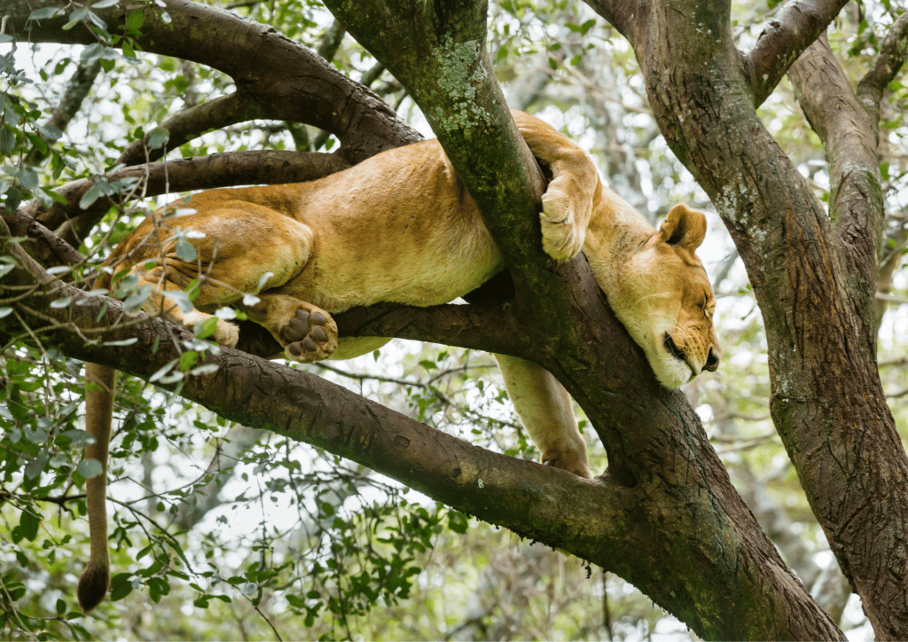 Visit the Nairobi National Park