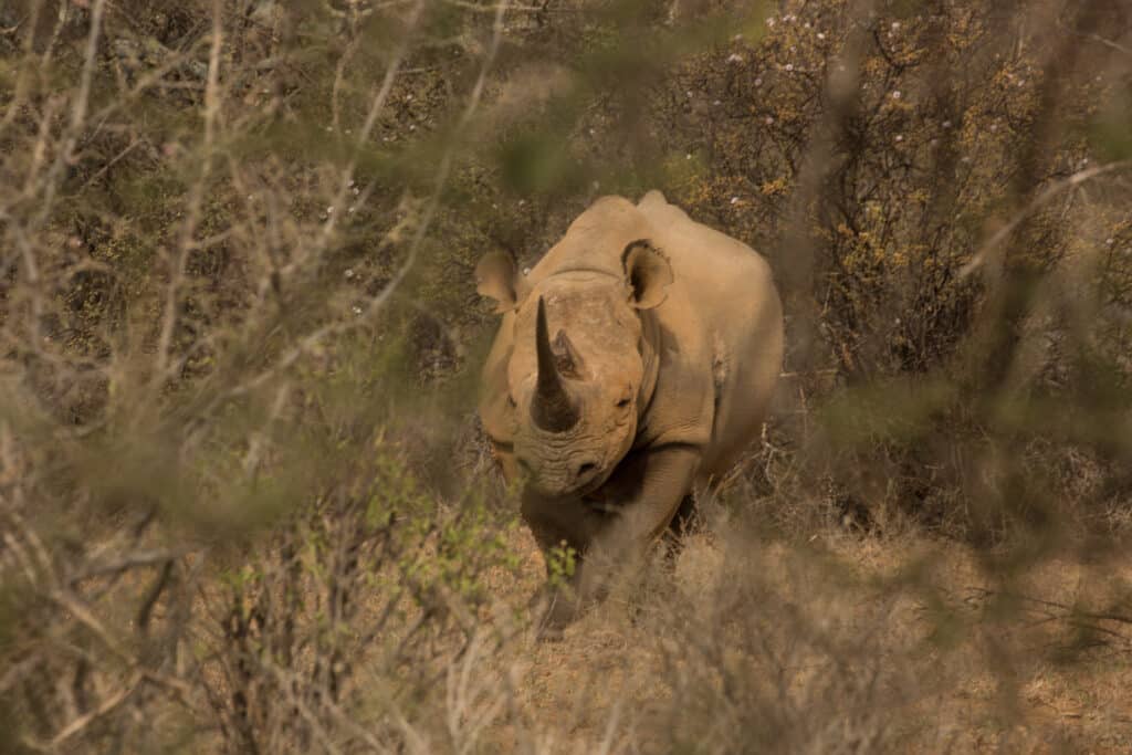 The first black rhino we saw while tracking on foot.