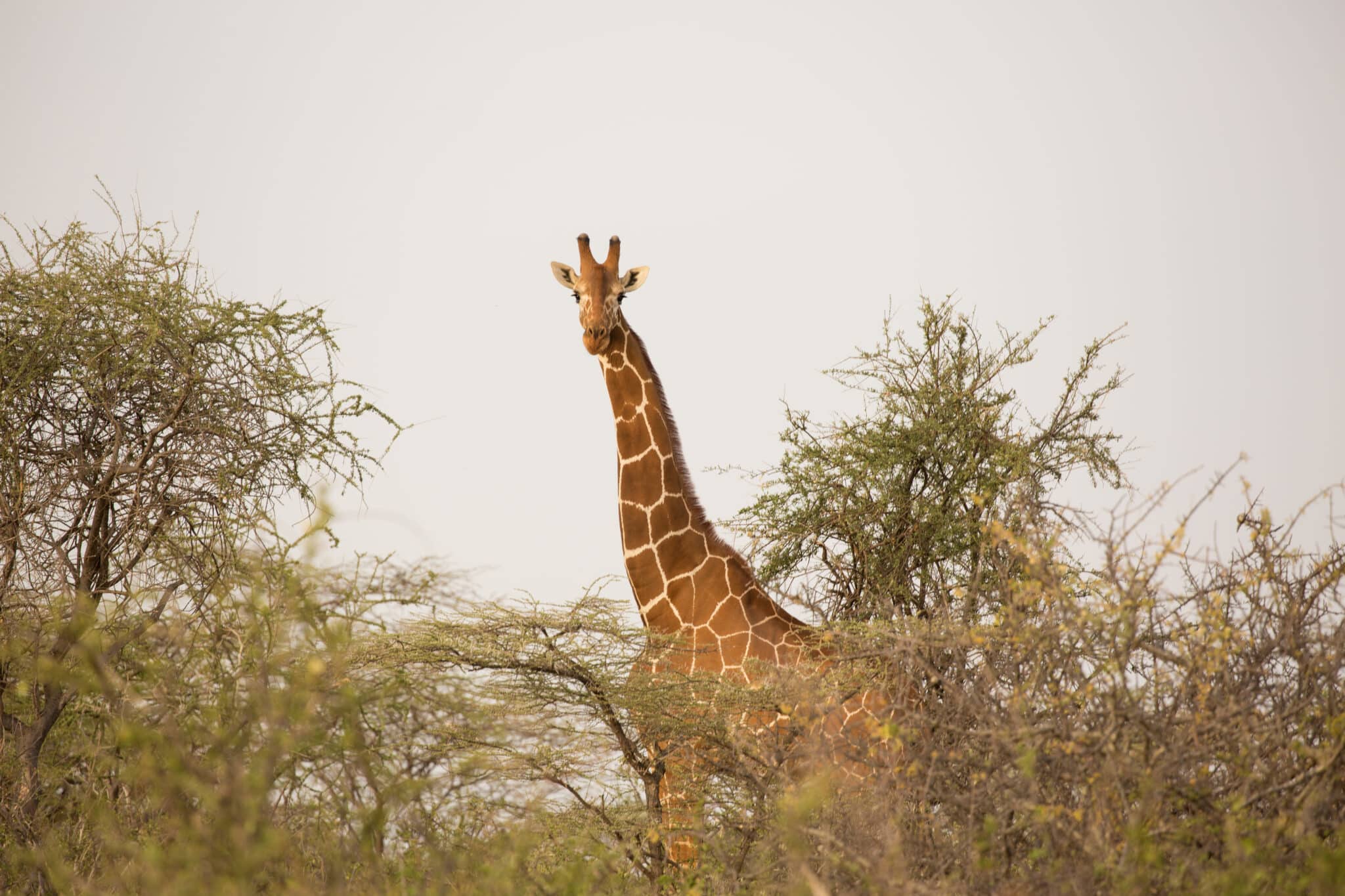 animals besides rhinos at saruni rhino