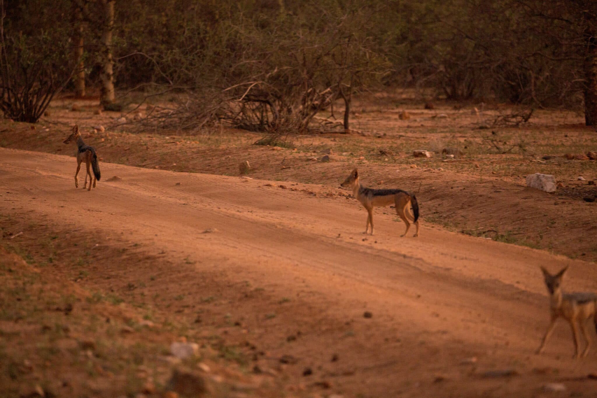 animals besides rhinos at saruni rhino