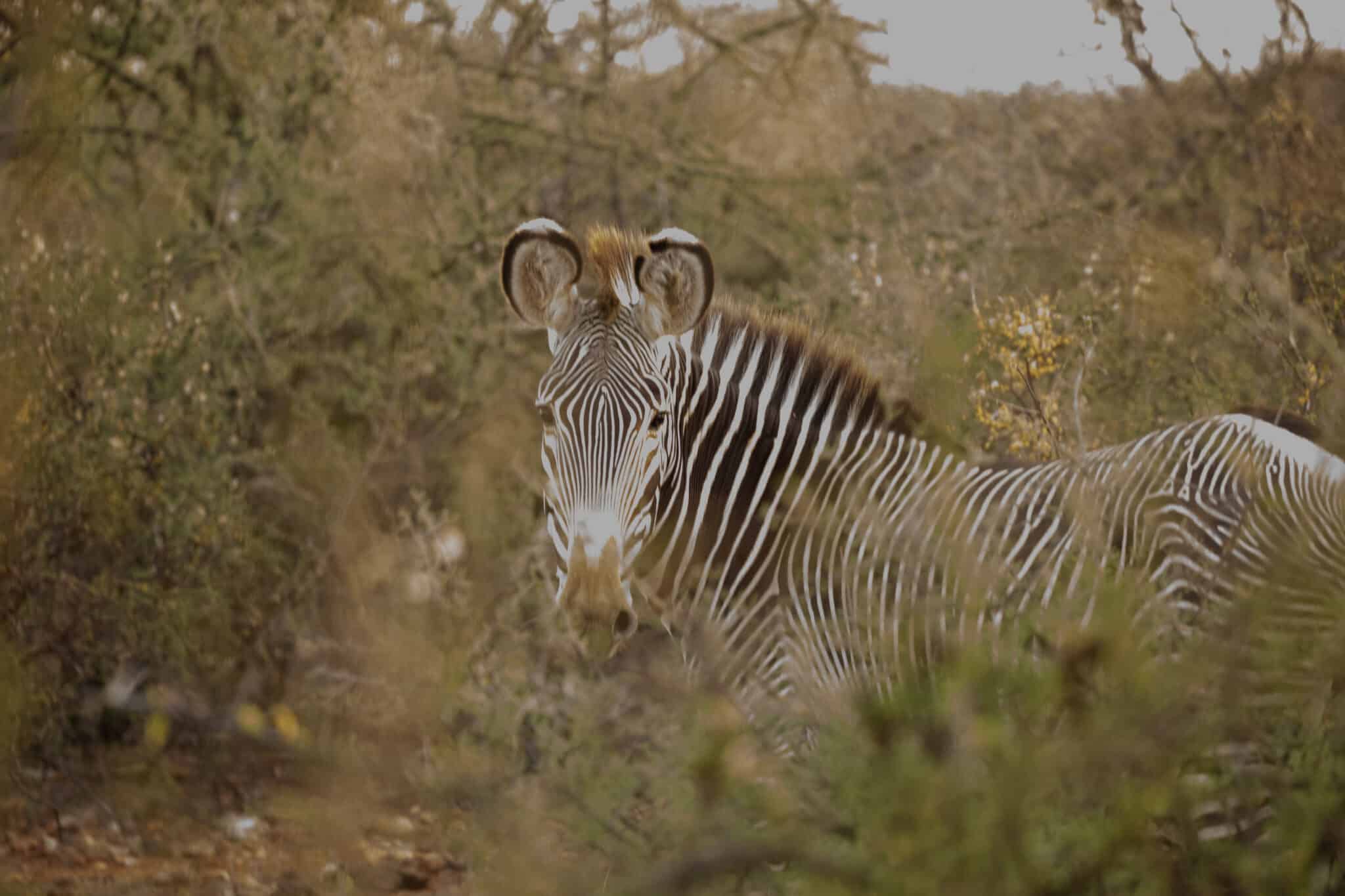 zebra in sera conservancy in kenya