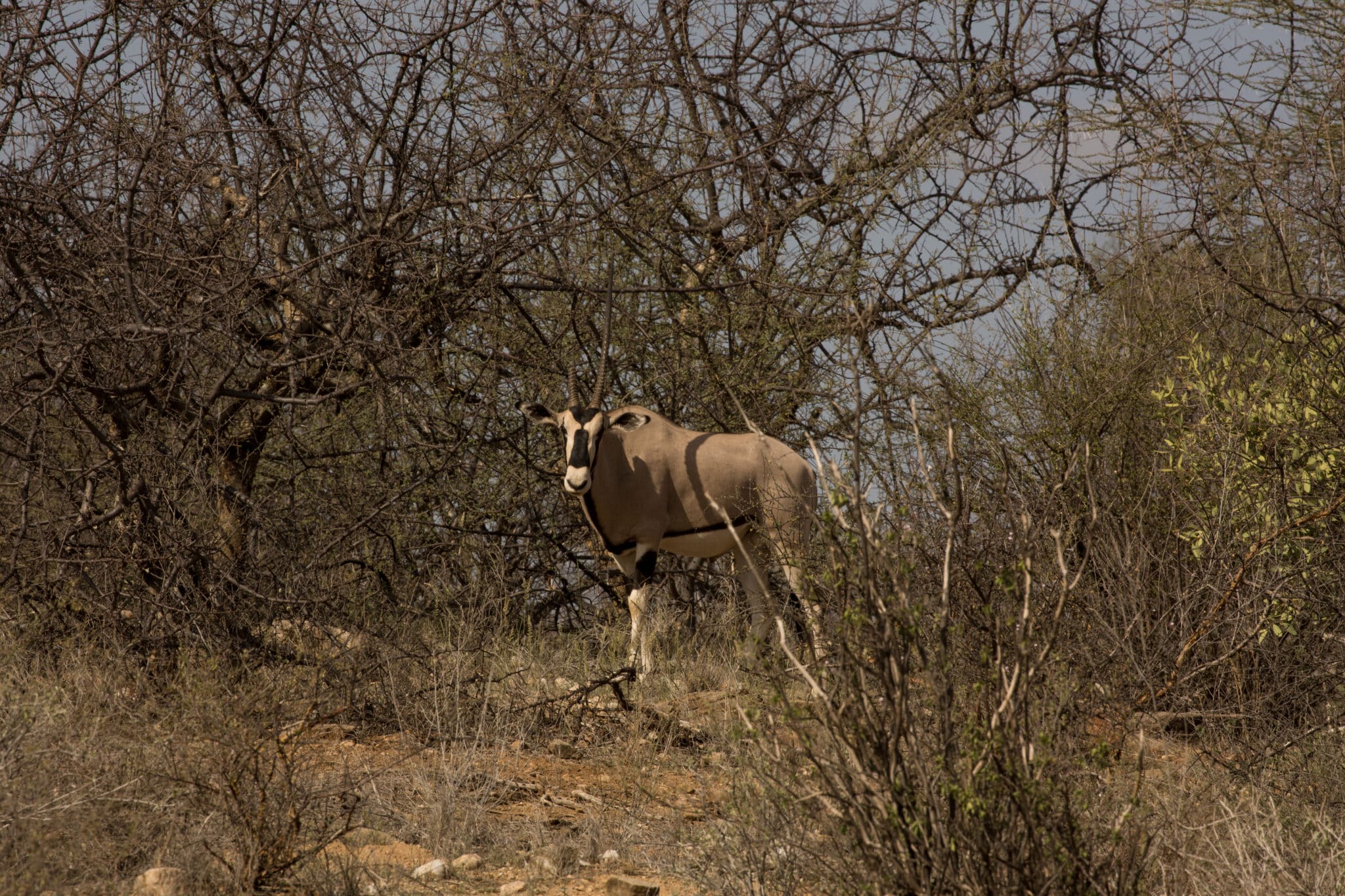 animals besides rhinos at saruni rhino