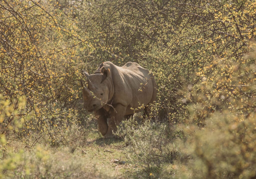 Tracking black rhinos on foot