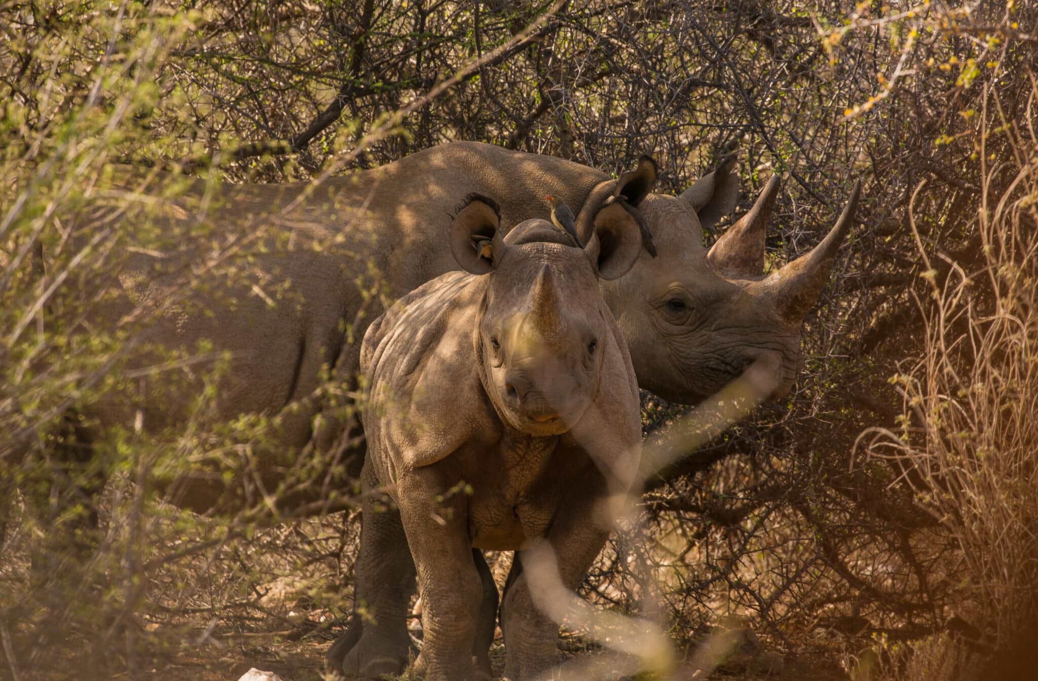 A rhino and its baby in the Sera Conservancy in Kenya