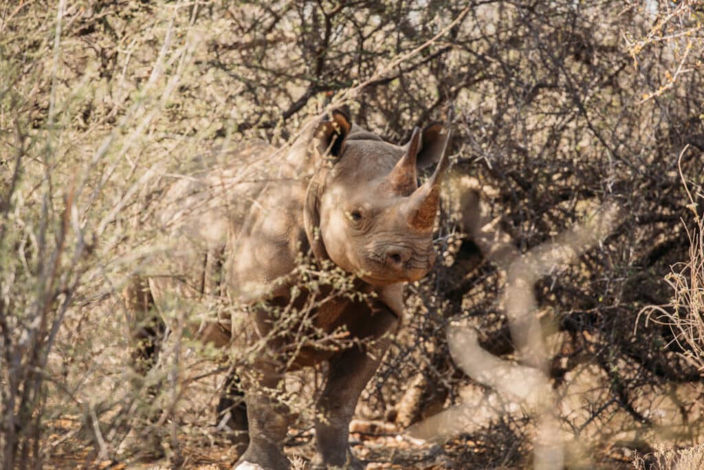 Tracking black rhino on foot