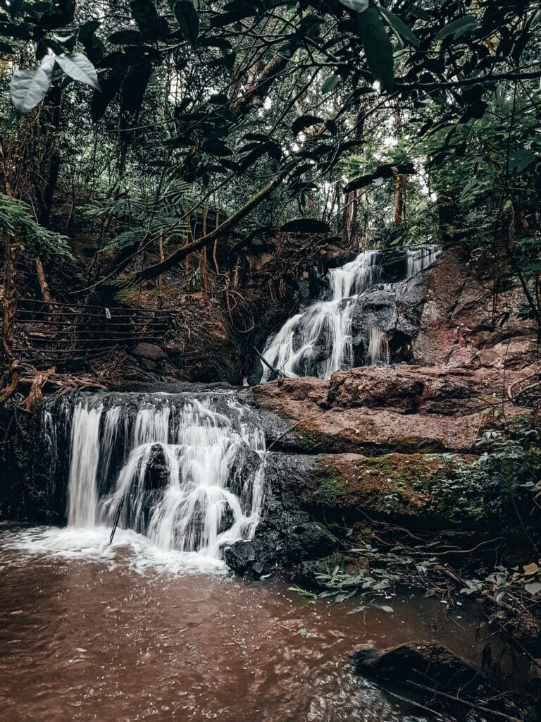 Karura Forest in Nairobi