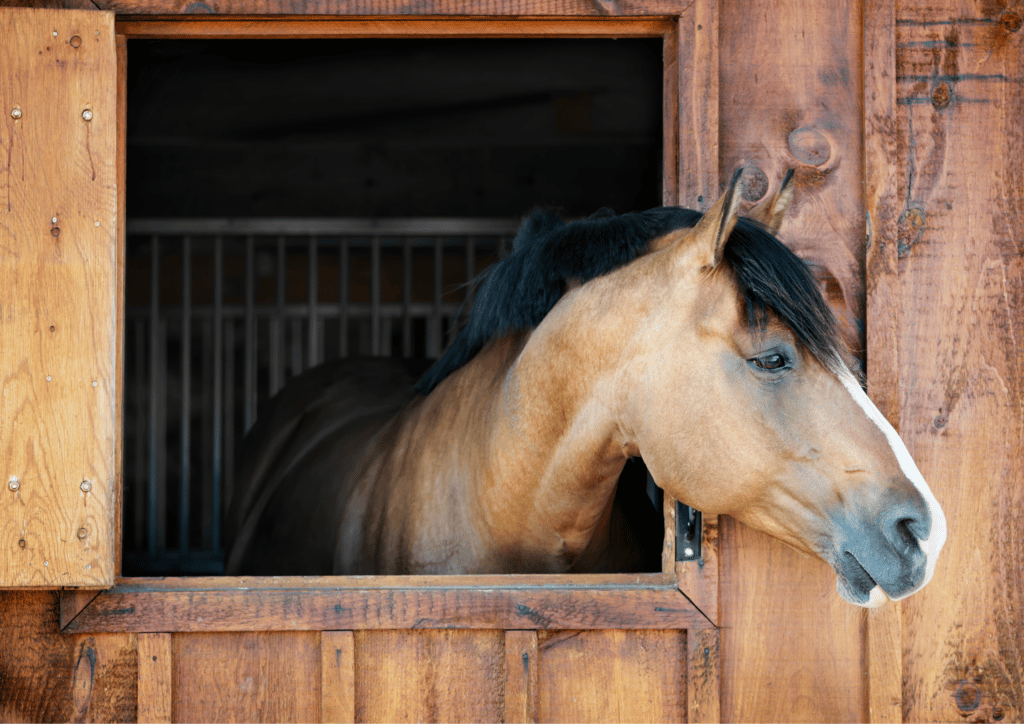 Ride (or Just Pet) the Horses at Dan Patch Stables