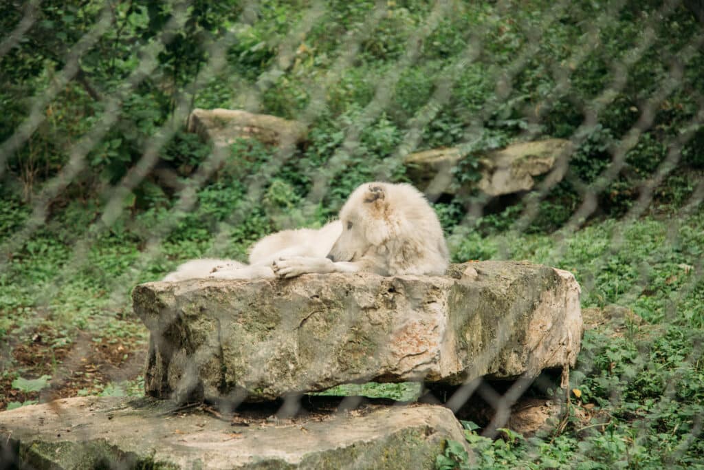 A white wolf lounges on a flat rock amongst greenery. The wolf is shown behind the chain-link fence of a wildlife sanctuary. 
