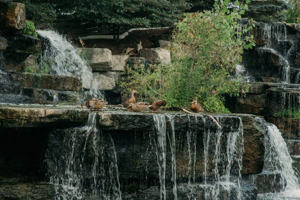 A flock of brown female Mallard ducks sit atop a flowing waterfall. There are trees surrounding the waterfall and large square-shaped boulders. 
