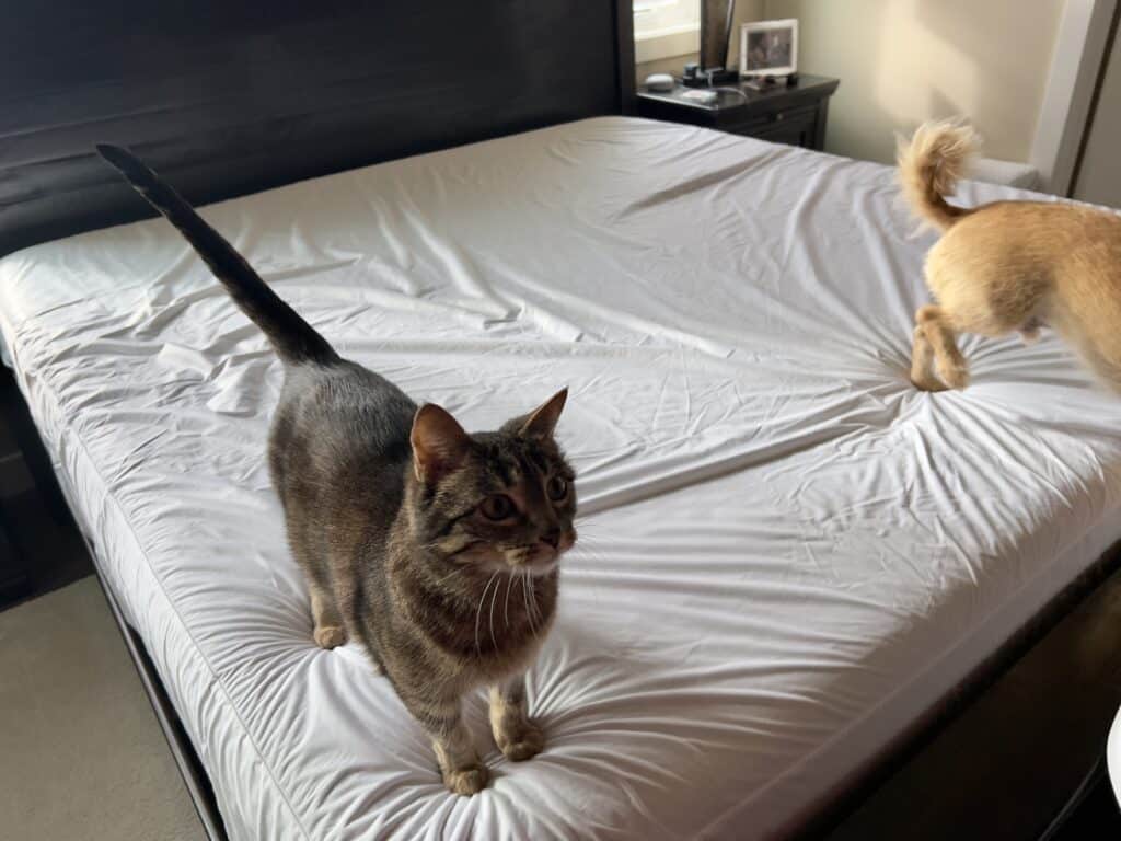 Everyone is a fan of the new mattress!