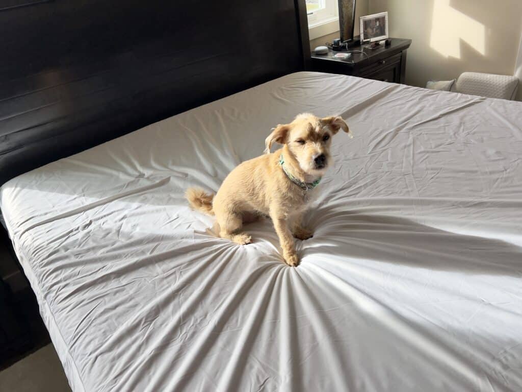 Buddy is a fan of sleeping on this mattress too! 