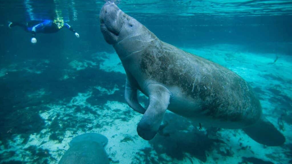 Snorkeling with Manatees in Crystal River