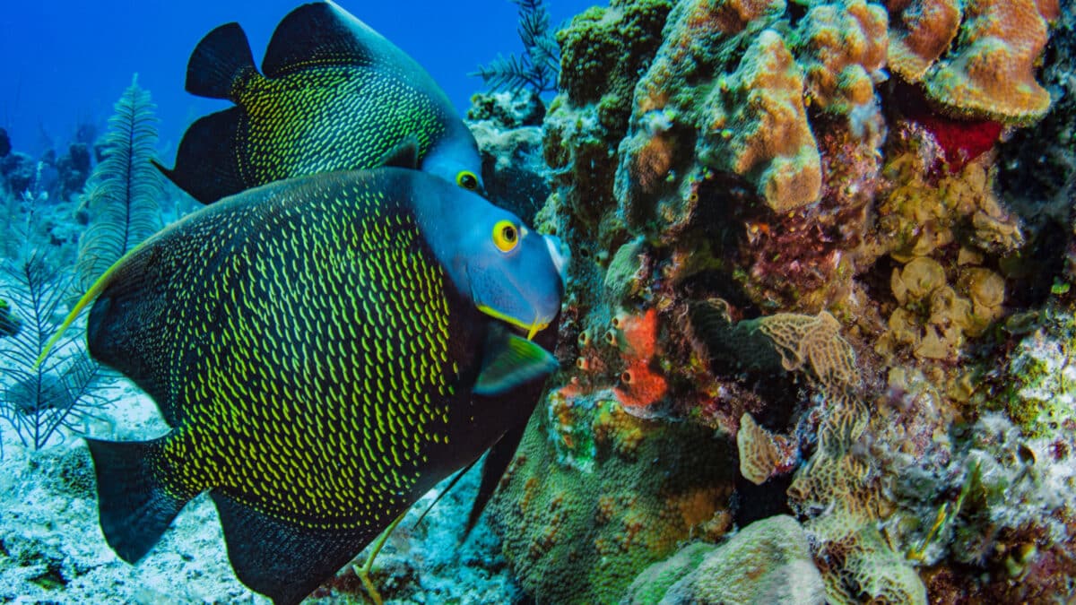 Beautiful French Angelfish searching for food on a coral reef in the Caribbean, Providenciales, Turks and Caicos Islands. Angelfish are often seen swimming in pairs like this lovely couple.