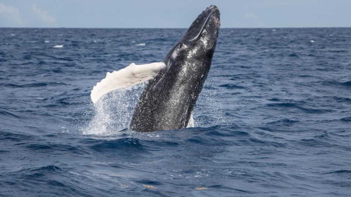 A young Humpback whale (Megaptera novaeangliae) practices breaching in the Caribbean Sea. Atlantic Humpbacks migrate to the Caribbean to give birth then head to New England to feed.
