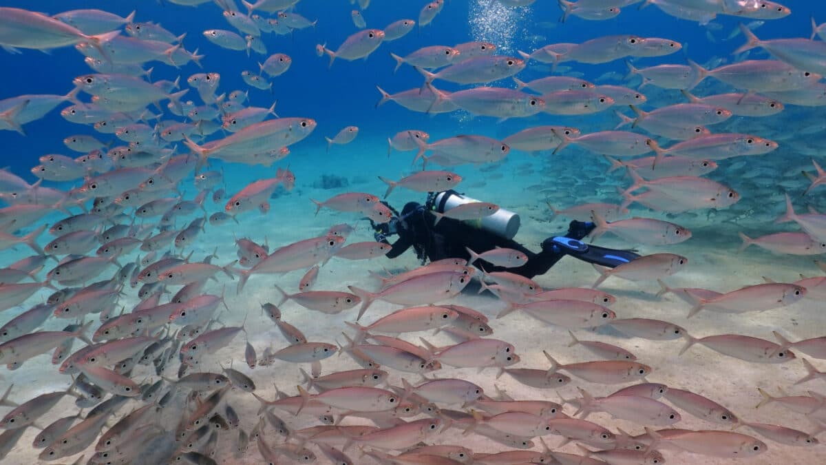 Marine wildlife and underwater photographer. Scuba diver swimming with the school of fish. Vortex of fish in the blue ocean. Underwater photography from scuba diving in the shallow sea.