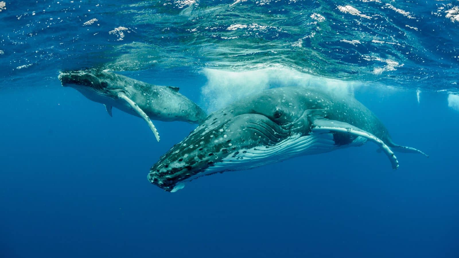 Snorkeling with humpback whales near Salt Cay