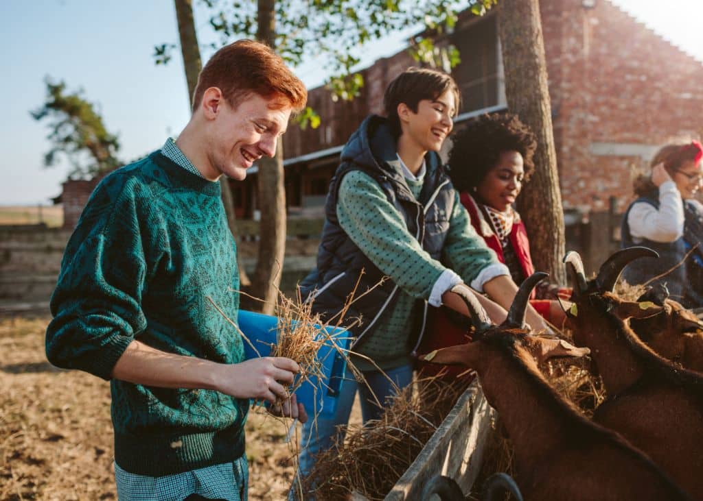 Young people work together feeding and cleaning the haybeds of young goats at a goat farm. These Caribbean campers are trading work for a place to stay in the tropical Caribbean islands.